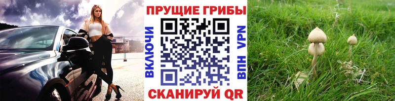 закладки  Лобня  Псилоцибиновые грибы мицелий 
